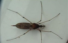 世界上最大的水龟，棱皮龟（体长2.5米重916公斤）