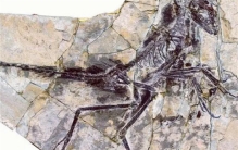 科学家研究恐龙后裔 发现恐龙没有灭绝（恐龙后代）