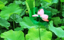 荷叶不湿的秘密：荷叶的防水和自洁之谜