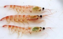 世界上最干净的动物 一年被吃掉2亿吨  为何还没绝种