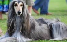 世界上最笨的狗 古老的猎犬犬种（阿富汗猎犬）