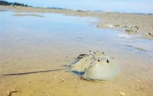 活化石 鲎,莱茵耶克尔鲎