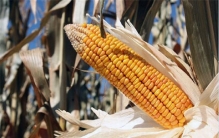 世界玉米产量国排行 世界上玉米产量最高的国家有哪些