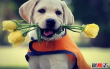 世界上最可爱的狗排名，世界十大最萌的狗排行榜(图片)