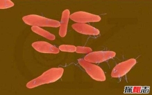 盘点十大世界上最毒的物质，H型肉毒杆菌(一克毒死一亿人)