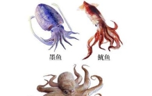 怎么区分章鱼,乌贼还有鱿鱼?(墨鱼和乌贼一样吗)