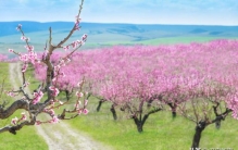 《桃花源记》诡异事件,桃花源记的诡异细节