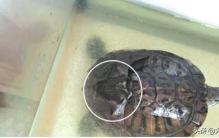 门窗紧闭家里飞进蝙蝠,家里门窗紧闭突然飞出一只蝙蝠