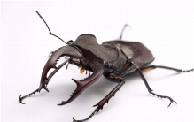 世界上最大的锹甲虫 主要分布在东南亚拥有尖锐的锯齿