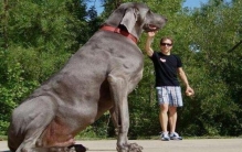 世界最高大的狗，大丹狗大乔治（站立高度高达2.2米）