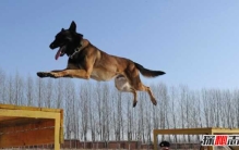 搜救犬要训练多久?关于搜救犬的12大有趣事实