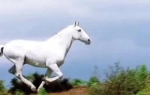 农村奇人奇事,山村异事