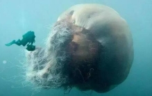 世界上最大的巨型蚂蚁，非洲的矛蚁（头尾长达4厘米）