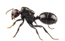 蚂蚁会危害蔬菜吗,蚂蚁影响种菜