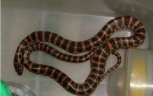 赤练蛇浑身红黑相交，是一种比较常见的微毒蛇
