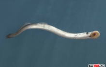 七鳃鳗为什么叫僵尸鱼 致命之吻让人胆寒（密恐慎入）