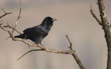 做什么事会带来霉运,怎样驱除霉运