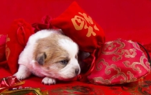 西伯利亚哈士奇雪橇犬,二哈趣事完整版