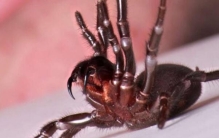 世界上毒性最强的蜘蛛: 悉尼漏斗网蜘蛛，专家都害怕