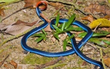 世上体型最长的毒蛇眼镜王蛇