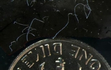 目前发现的最大的细菌是,世界上最先发现的细菌