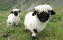 世界上最可爱的羊：黑鼻羊(一只九万多看起来像毛绒玩具)