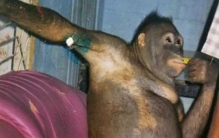 印尼红毛大猩猩,印尼一只红毛猩猩惨遭囚禁