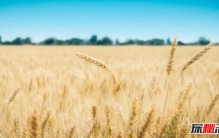 中国最新十大网红小吃 这十种风靡小吃千万不能错过