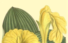 尼日利亚国花金灿灿的奇丽闭鞘姜