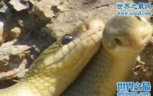 怪异的蛇交配方式，拧成一团形似麻花状(视频)