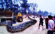 云南修路挖出18米大蛇 挖蛇司机路上心梗死亡