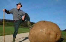 全球最大的九种果蔬：160多斤重的土豆上榜，你见过吗？