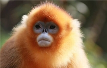 世界上最不怕冷的猴子 金丝猴喜欢生活在高山上不怕冷