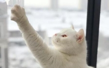 各种猫的照片(所有猫的品种图片大全 可爱)