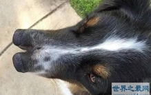 世界十大最搞笑的吉尼斯纪录片,最搞笑吉尼斯世界纪录