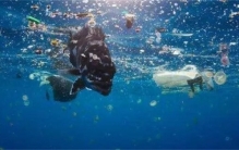 鲸鱼一心想求死，拼命游上岸，人们将它解刨后羞涩低下了头！