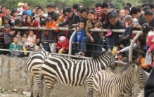 世界上最残忍的动物园，长颈鹿饿到吃塑料袋，老虎瘦到只剩皮骨！