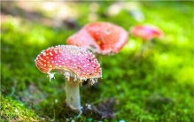 世界十大最奇怪的蘑菇 伞形毒菌酷似一把张开的伞
