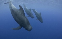 虎鲸被鲨鱼围攻,虎鲸能不能打赢座头鲸