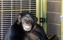猩猩为什么不适合当宠物,特拉维斯黑猩猩伤人真实事件