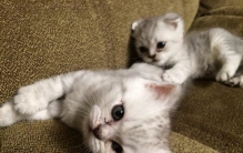 猫随时想杀死主人？揭秘猫想杀主人的几大举动（细思极恐）