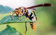 世界上最危险的蜜蜂 杀人蜂 美洲各国螫死一千多人