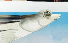 四眼鱼有多少只眼睛?四眼鱼真实图片曝光