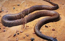 世界上毒性最强的蛇: 细鳞太攀蛇，比响尾蛇强300倍