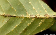 常见的花卉虫害,盆栽里常见的害虫