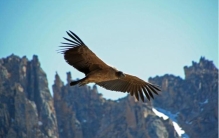 世界上飞得最高的鹰,秃鹰的飞行高度可在多少千米以上