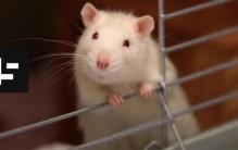 俄罗斯惊现诡异鼠王5只老鼠尾巴交缠打死结专家难以解释