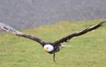 世界上最残忍的十大酷刑：水刑进仅第三，血鹰排第一