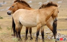 蒙古是怎样的一个国家?蒙古国十大经济现状2018年