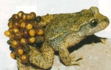 全球十大最丑陋的物种,屎壳郎真的以粪便为食物